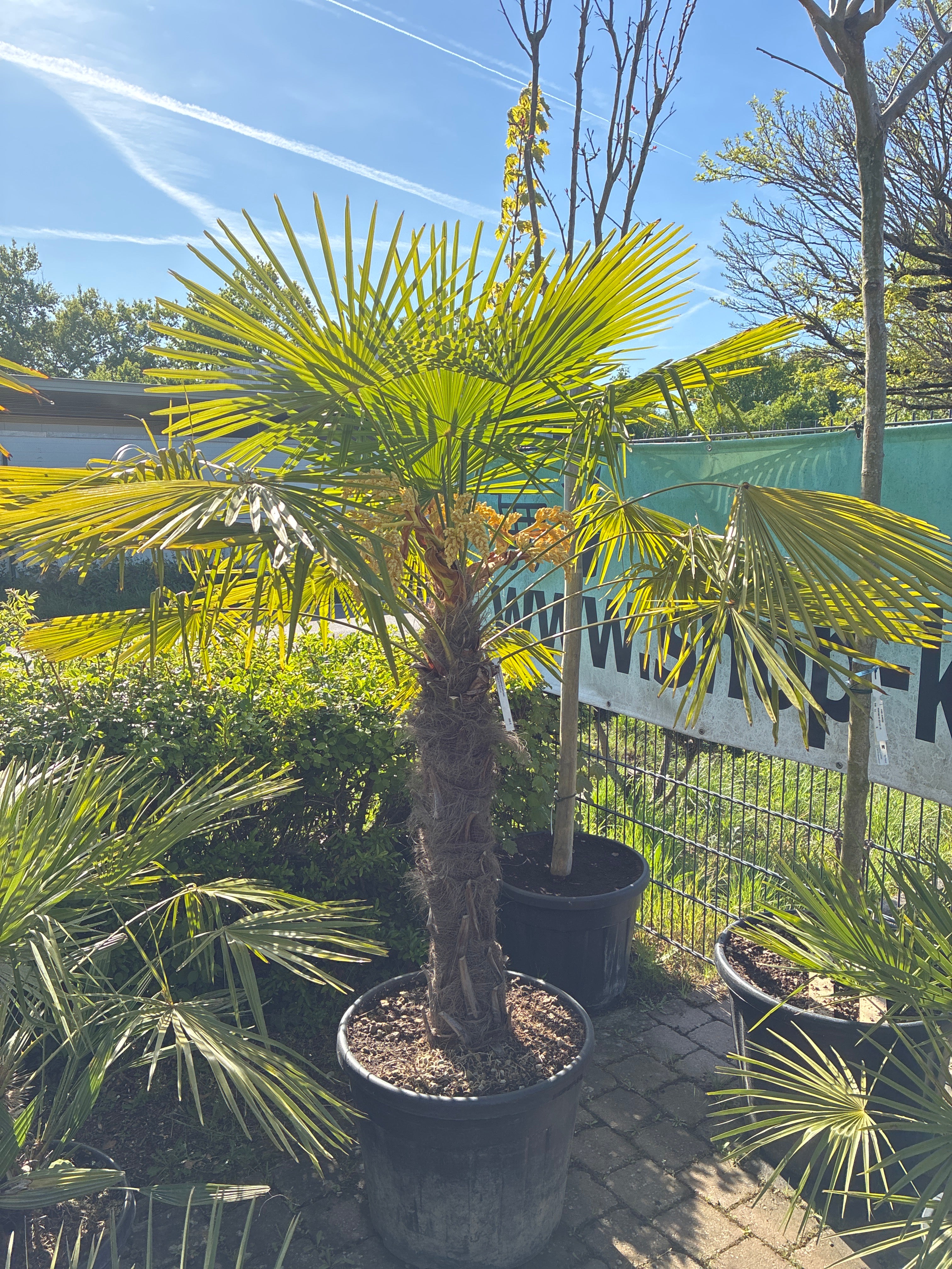 Hanfpalme / Trachycarpus fortunei
